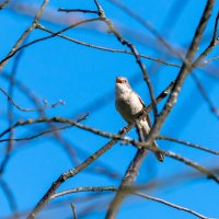Весенняя песня :: Владимир Лазарев