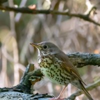 Юный дрозд-рябинник :: Владимир Лазарев
