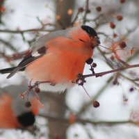 *** :: Любовь Сахарова