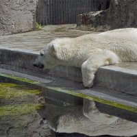 Будапешт Венгрия Зоопарк* Белый  медведь :: ujgcvbif 