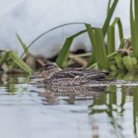 чирок свистунок самка :: юрий макаров чирок свистунок самка :: юрий макаров