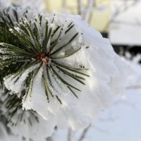 Необычная шубка :: Ольга 