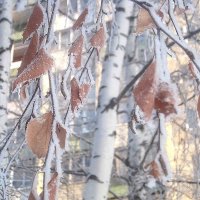 Морозеым днем :: Елена Семигина