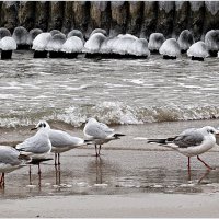 Птицы у моря. :: Валерия Комова Птицы у моря. :: Валерия Комова