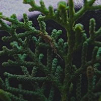 веточка туи :: Giant Tao /