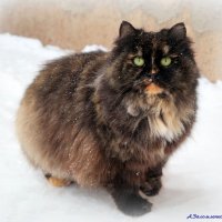 Ну и когда же март наступит? :-) :: Андрей Заломленков