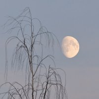 Луна :: Леонид Никитин