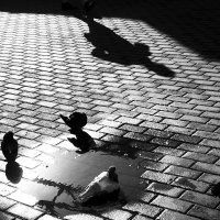 *** :: Сергей Полянский