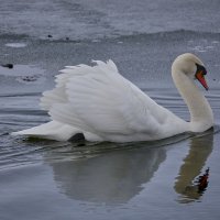 Лебедь-шипун :: Александр Посошенко Лебедь-шипун :: Александр Посошенко