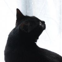 Кошачья жизнь :: Михаил К