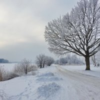 зимний день :: ИННА ПОРОХОВА