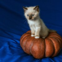 Котейка Лика :: Виктор Садырин