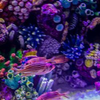 Анталия Аквариум :: Светлана SvetNika17