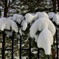 После снегопада. :: Ирина После снегопада. :: Ирина