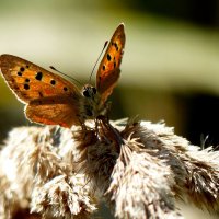 опять про бабочек...354 :: Александр Прокудин