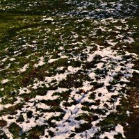 Южная зима - 8 :: Алексей Кузнецов