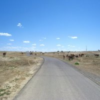 Дорога дальняя, туркменская. :: unix (Илья Утропов)