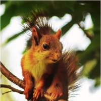 Бельчонок :: Валентин Котляров