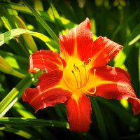 они на радость нам даны :: Олег Лукьянов