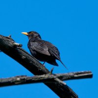 Черный дрозд :: Владимир Лазарев