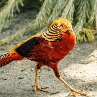 Фазан золотой :: SanSan 