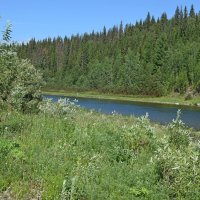 Заросший берег. :: ВикТор Быстров