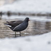 камышница :: юрий макаров