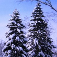 Красавицы :: Людмила Смородинская