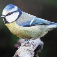 Красавица лазоревка :: Людмила Смородинская Красавица лазоревка :: Людмила Смородинская