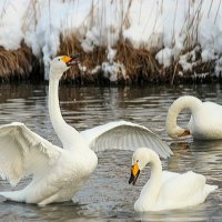 Я укрою тебя своим крылом... :: елена беликова Я укрою тебя своим крылом... :: елена беликова