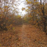 за городом :: Елена Шаламова