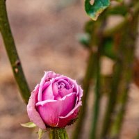 крымская роза :: Дмитрий Лупандин крымская роза :: Дмитрий Лупандин