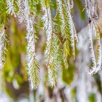 Природы дивное творенье... :: Ravile 