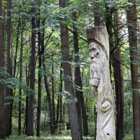 В лесопарковой зоне :: Ольга В лесопарковой зоне :: Ольга