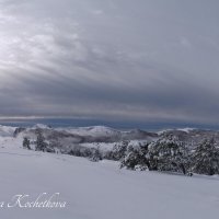 Природа Крыма :: Amazing Cosmea Природа Крыма :: Amazing Cosmea