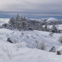 Природа Крыма :: Amazing Cosmea