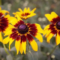 Рудбекия. :: Лилия * Рудбекия. :: Лилия *