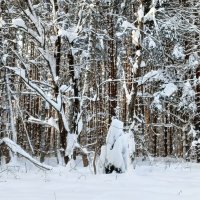 осваивает жеребенка :: Владимир 