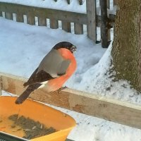 Я к вам прилетел, кормите. :: Татьяна Корнеева 