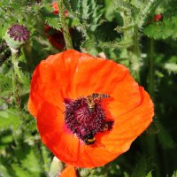 Мак и пчёлки :: Руслан 