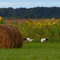 Завтрак аистов. :: Константин 