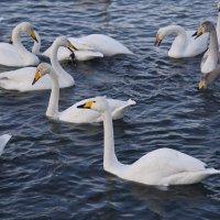 Лебединая компания :: Наталия Григорьева