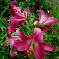 Лилии :: Елена Сухорученкова