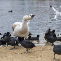 Да, замолчите вы уже, куры!) :: Светлана Тихонина