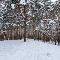 Зимние деревья в лесу :: Александр Синдерёв