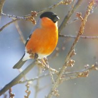 И опять - снегирь ! :: Юрий Куликов