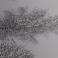 Берёза в инее :: fogmeadowww m