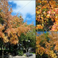 Адлер... ноябрь... :: Нина Бутко Адлер... ноябрь... :: Нина Бутко