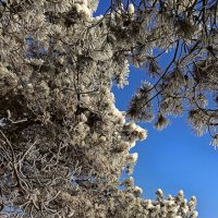 Снежная сказка :: Игорь Сычёв