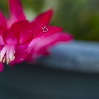 Круиз по балкончику :: Осень 